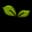 Seed 32