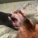 UCXD