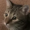 Zooby's Kittens